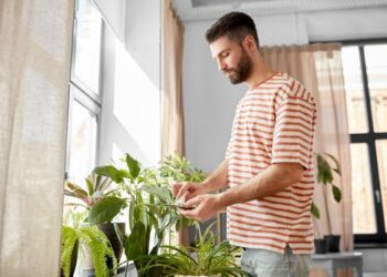 Houseplants don’t just look nice – they can also give your mental health a boost
