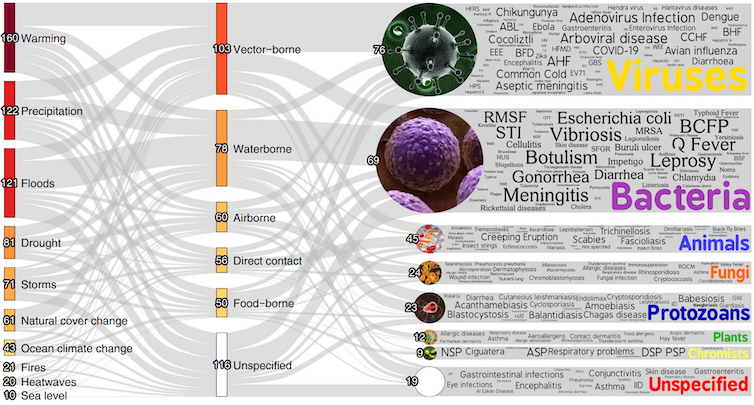 Spaghetti chart showing pathways connecting climate disaster types, like flooding and heat, and specific types of pathogens, like bacteria and viruses.
