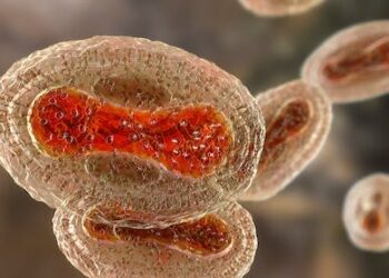 Monkeypox can become endemic – here’s how it can be stopped in its tracks