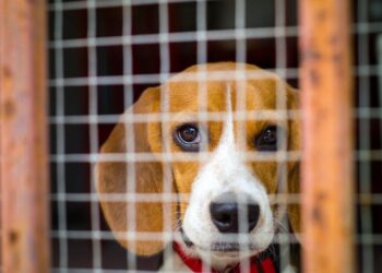 Clinical trials without humans – why computer simulations could make drugs a lot cheaper