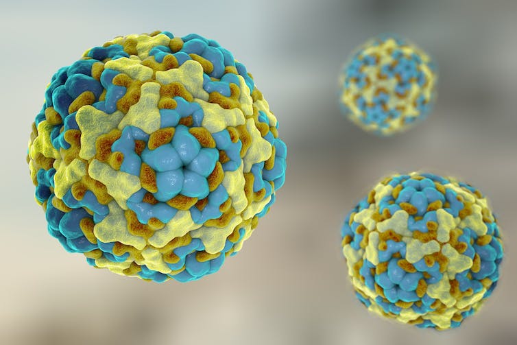 A digital illustration of enteroviruses.