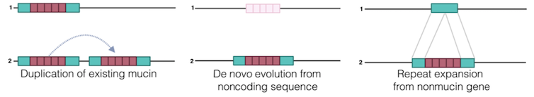 Diagram depicting three hypotheses the researchers considered for mucin evolution: gene duplication, evolution of coding sequence from already repeated noncoding regions of the genome, and gain of repeats from existing proteins