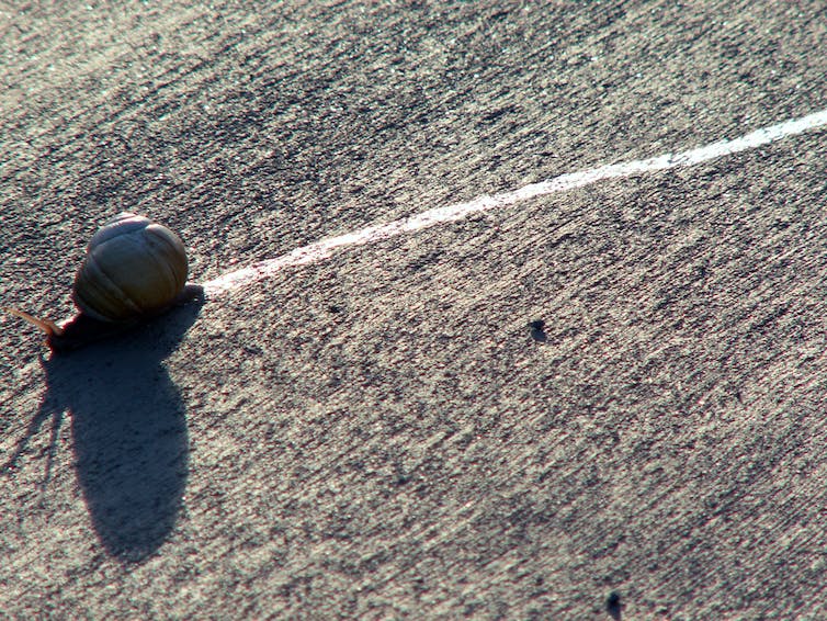 Closeup of snail and its slime trail