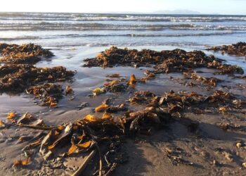 Seaweed is high in vitamins and minerals – but that’s not the only reason westerners should eat more of it