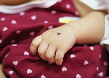 La Crosse virus is the second-most common virus in the US spread by mosquitoes – and can cause severe neurological damage in rare cases