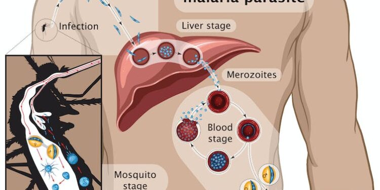 Malaria vaccine: the road has been long and tortuous, but we’re getting there