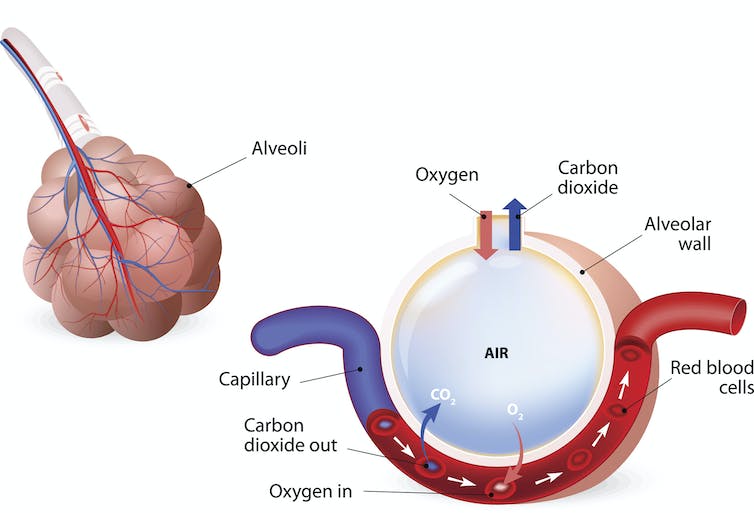 Diagram of alveolus and gas exchange, where oxygen diffuses into the bloodstream and carbon dioxide diffuses out