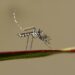 Dengue in France: tropical diseases in Europe may not be that rare for much longer