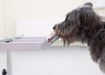 Dogs can smell people’s stress – new study