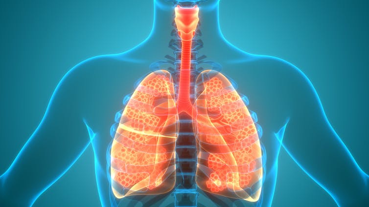 Illustration of human respiratory system with lungs in red and yellow against a blue background