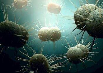 Gonorrhea became more drug resistant while attention was on COVID-19 – a molecular biologist explains the sexually transmitted superbug