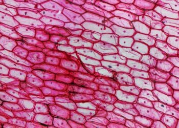 The unusual ways viruses and parasites use their cell membranes to spread – and how scientists are fighting back