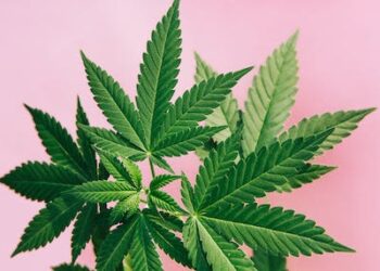 Cannabis holds promise for pain management, reducing the need for opioid painkillers – a neuropharmacology expert explains how