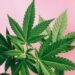 Cannabis holds promise for pain management, reducing the need for opioid painkillers – a neuropharmacology expert explains how