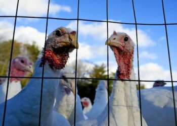 Bird flu has made a comeback, driving up prices for holiday turkeys