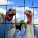 Bird flu has made a comeback, driving up prices for holiday turkeys