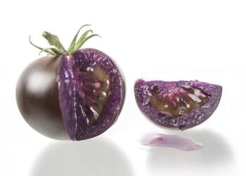 The story of the purple tomato — and why its success is a win for GM foods
