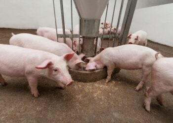 Superbugs in the environment rarely transfer to humans – new study