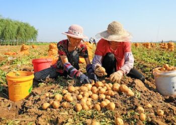 China wants more people to eat potatoes – how changing national diets could help fix our global food crisis. Podcast