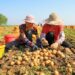 China wants more people to eat potatoes – how changing national diets could help fix our global food crisis. Podcast