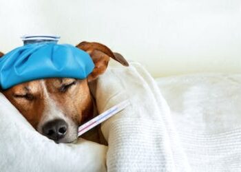Pets can get colds too – here’s how to keep them safe