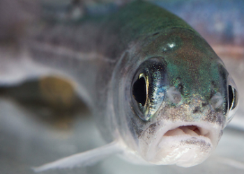 A fishy problem: How antidepressants may impact the health of our aquatic ecosystems