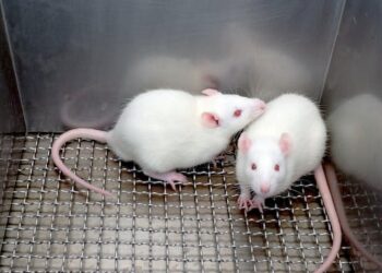 Possible link between Alzheimer’s disease and gut microbiome found in mice – new study