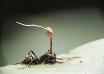 The Last of Us: fungal infections really can kill – and they’re getting more dangerous