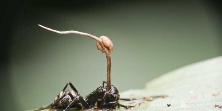 The Last of Us: fungal infections really can kill – and they’re getting more dangerous