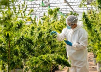 CBD is not a cure-all – here’s what science says about its real health benefits