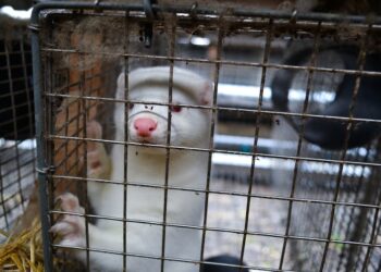 Bird flu continues to spread in mammals – what this means for humans and wildlife