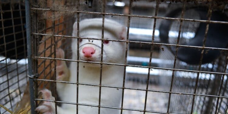 Bird flu continues to spread in mammals – what this means for humans and wildlife