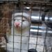 Bird flu continues to spread in mammals – what this means for humans and wildlife
