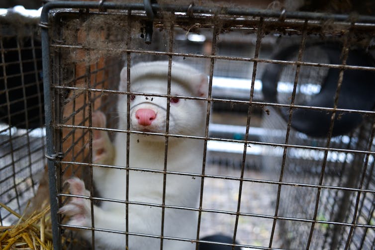 Mink in a cage.