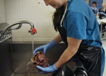 From grave robbing to giving your own body to science – a short history of where medical schools get cadavers