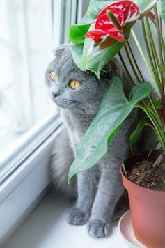 Grey cat on windowsill next to red pot plant