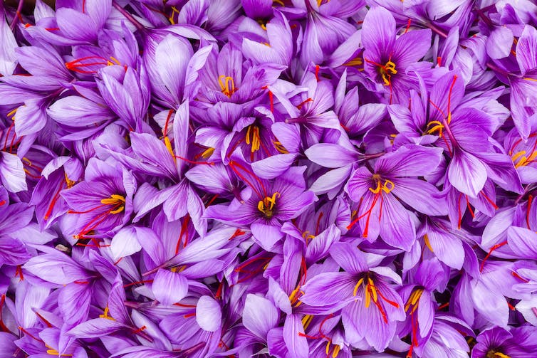 Violet petals of saffron blossom close view.