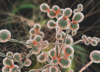 Deadly fungus Candida auris is spreading across US hospitals – a physician answers 5 questions about rising fungal infections