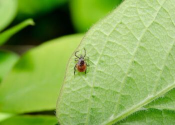 Tick-borne encephalitis virus in the UK – what it is and how to protect yourself
