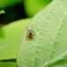 Tick-borne encephalitis virus in the UK – what it is and how to protect yourself