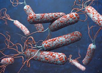 Cholera cases are on the rise – and Europe shouldn’t be complacent about the risk