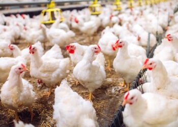 UK poultry can roam free outside again – but bird flu risk hasn’t gone away