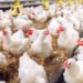 UK poultry can roam free outside again – but bird flu risk hasn’t gone away