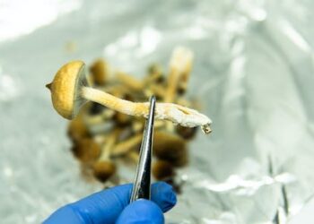 Brain-altering fungi could lead the next frontier in mental health care – here’s how