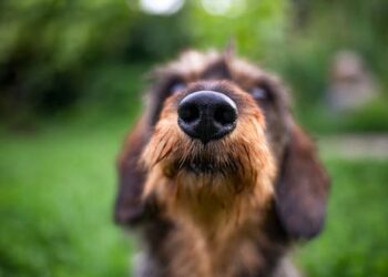 Doctor dog: how our canine companions can help us detect COVID and other diseases