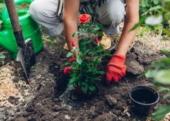 Four dangers lurking in your garden – and how to protect yourself