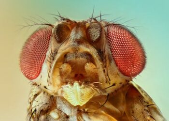 Speaking up for the annoying fruit fly