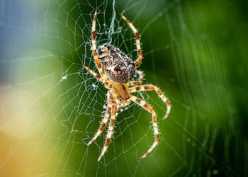 Why understanding how spiders spin silk may hold clues for treating Alzheimer’s disease