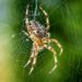 Why understanding how spiders spin silk may hold clues for treating Alzheimer’s disease
