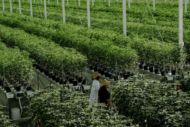 rows of marijuana crop inside a greenhouse with two agricultural workers